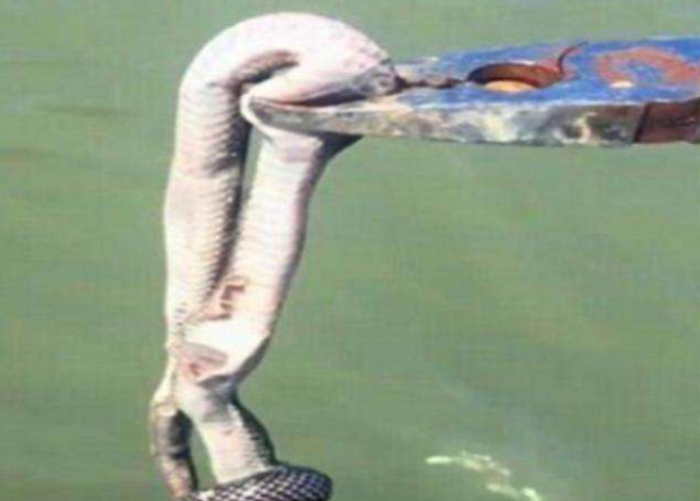 |男子河边钓鱼，钓到一只四条腿的“怪鱼”，仔细一看不对劲！