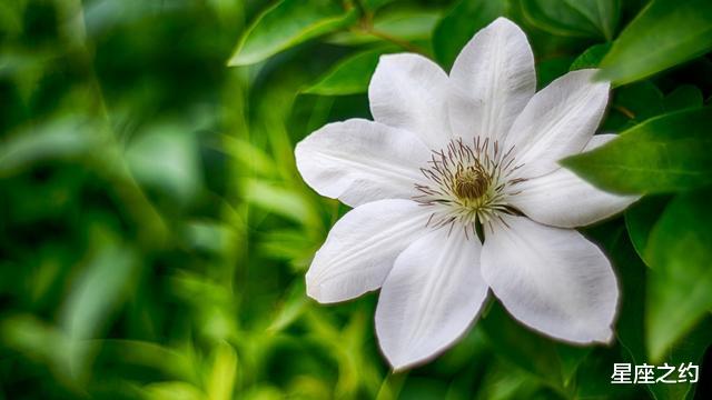 「星座女」在5月中旬,不甘平庸,披荆斩棘,收获满满的四大星座