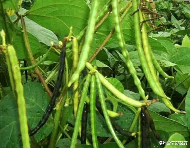 肾脏病|50岁以上的人，保护肝脏常吃这4种食物，肝脏会越来越“年轻”