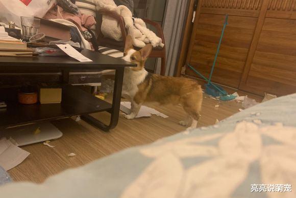 柯基的腿长长了，紧接着家里就遭殃了，难道它爸是……