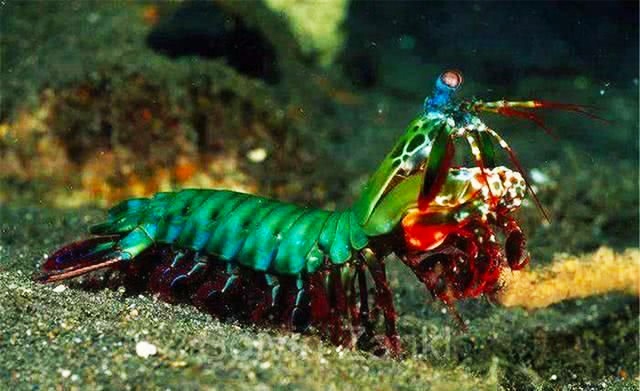 蜜獾：东海发觉一种海里平头哥：身型虽小但杀伤力令人震惊，据说随便就把大海螺砸碎！