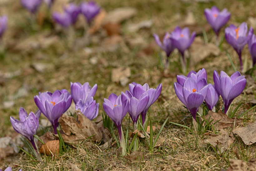 [处女座]6月开始横财天降，福禄双收，财运爆棚，贵人相助的四属相