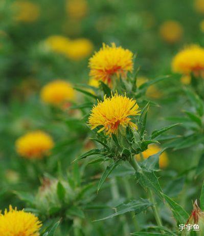 运势|9月吉星照耀，4属相运势更上一层楼，富贵堆成山，日子甜甜蜜蜜