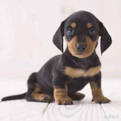 「基因」为什么人类近亲结婚会有基因缺陷，而动物界却不会，反而越纯越好