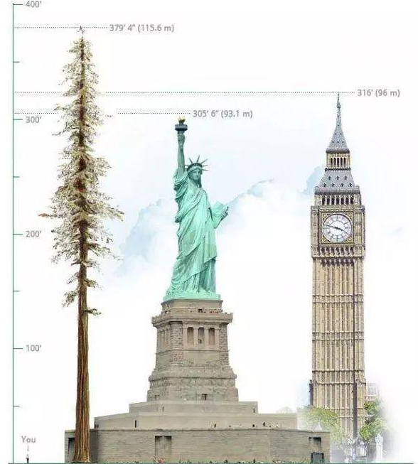 『』盘点当今世界的巨型生物