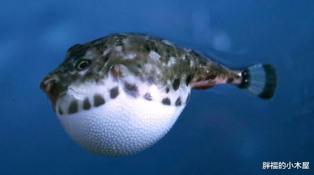 河鲀▲比黄金贵280倍，河鲀毒素为什么会成为世界上最昂贵的毒药？