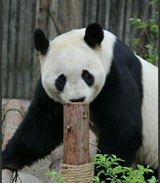 ##“国宝”级的大熊猫寿命是多大？死后会咋处理？看完又涨知识了