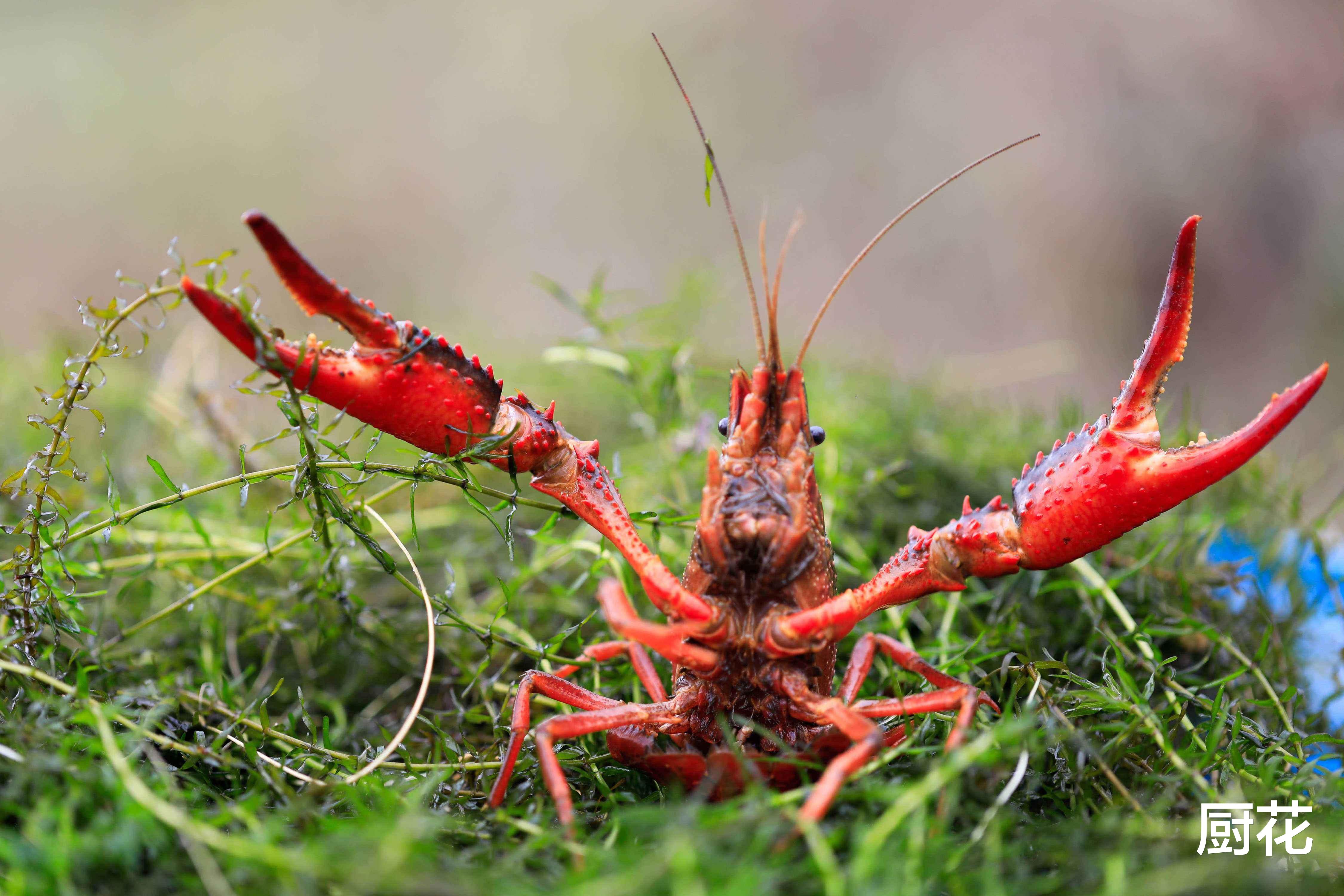 玉米▲比小龙虾更“悲剧”的水果,外国不受待见,在中国变“高档水果”