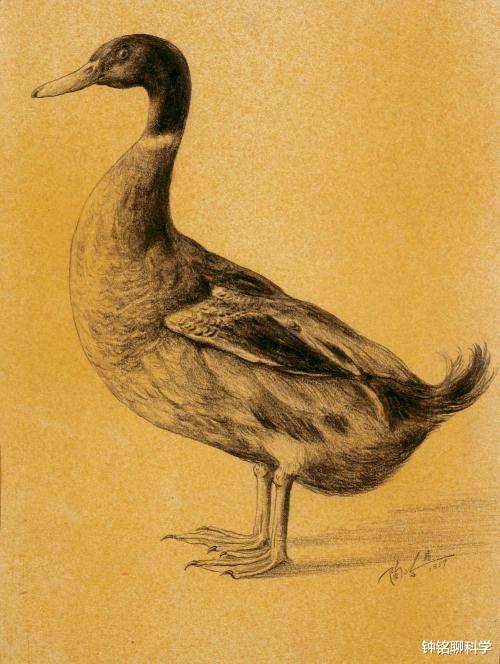 「科学家」根据企鹅的骨骼来复原企鹅，科学家会复原成什么样？