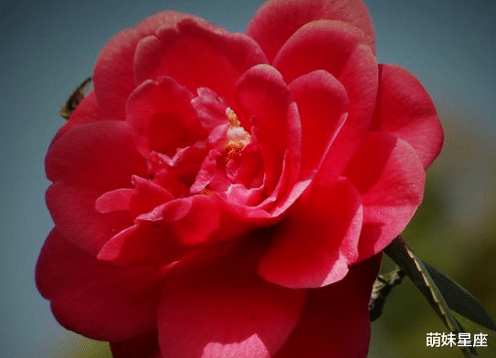 吉星|未来一周，4属相吉星高照，福气加身，前途一片光明，大吉大利