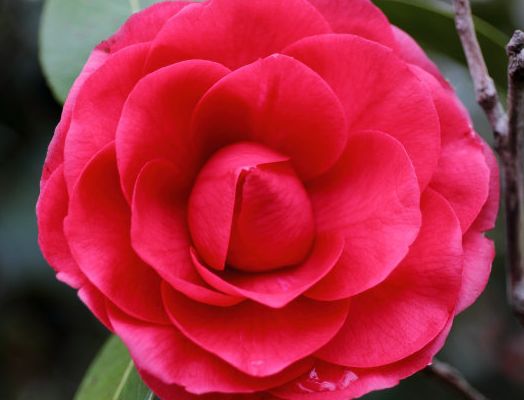 天秤座|10月中旬，4属相好运连连，财运大涨，事业顺心，吉祥如意