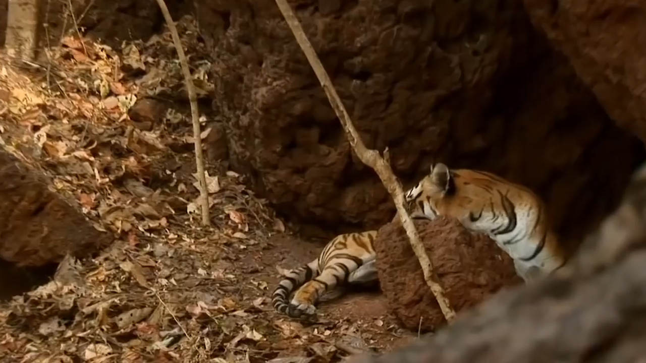 『星座男』属这几大生肖的人，做人厚道，招人待见，6月开头好，事业如彩虹