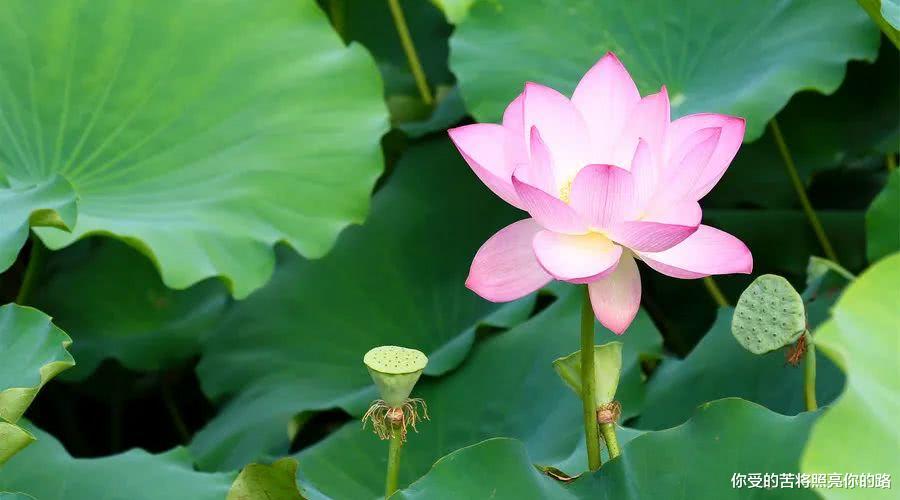 「运势」6月未来8天，横财当头，3大生肖运势不败，贵人登门，不愁没钱花