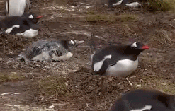 便秘|为了变美，她们开始喝开塞露了