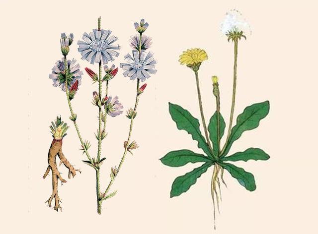 #肝脏#肝功能强大的人，身上会有5个表现，能占3个以上的，肝不会差