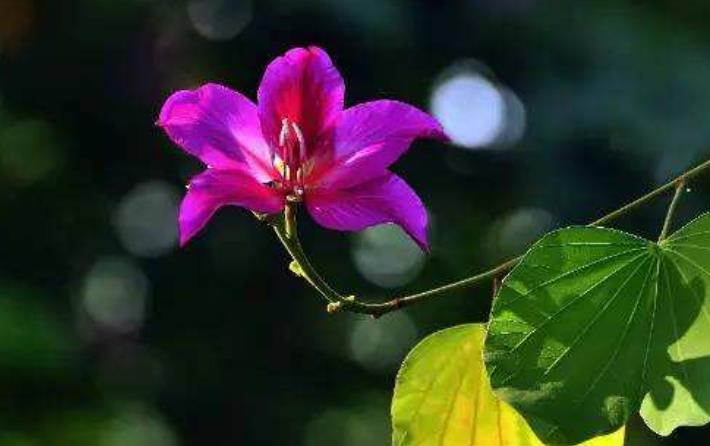 运势|八月开始,运势飘红,财运旺上加旺,机会不断的生肖