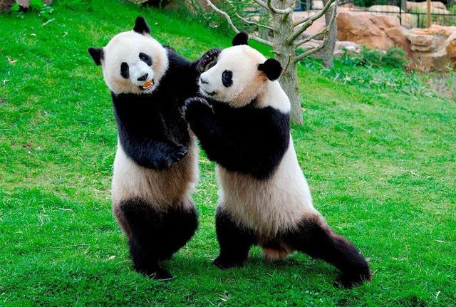 哺乳动物|古代那么多凶残猛兽，为何却不会攻击大熊猫？看看它古名就懂了