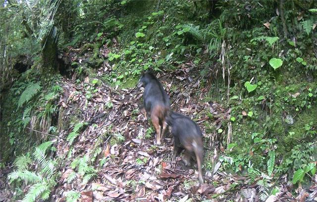 黑熊|高黎贡山发现黑熊追捕“四不像”，母兽奋力抵抗，幼崽却落入熊口