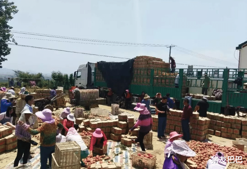 柳州▲错过外销期,60万斤果子苦无销路,1元一斤也卖不动,果农盼销路