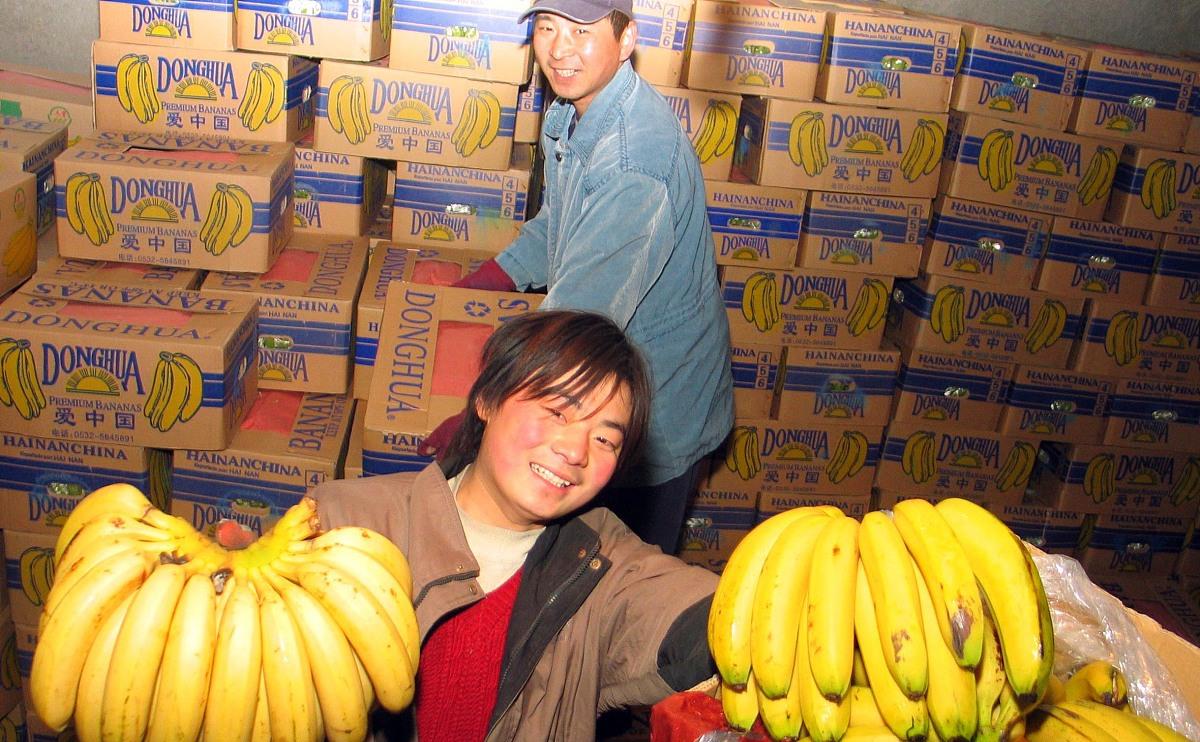 #水果#水果长熟和催熟本质相同吗？食用催熟果实有无妨碍？了解就放心