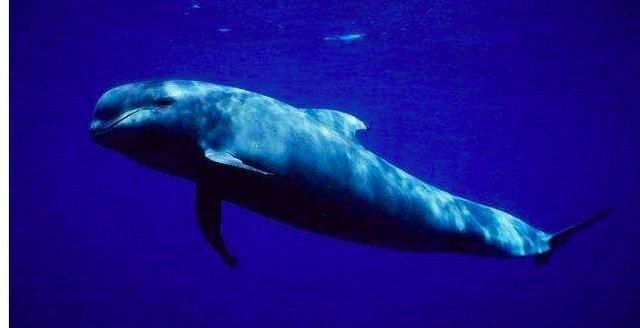 虎鲸|大部分雌性动物都没有绝经期，为什么人类却有？