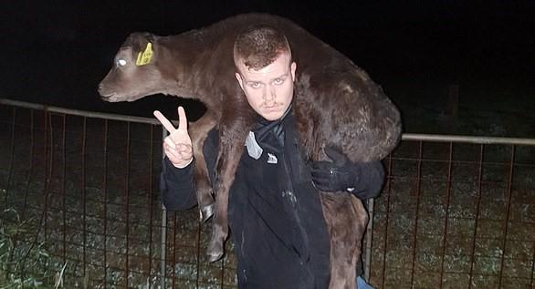 排头国际|号召还是恐吓？澳洲女子浑身是血，扛猪头冲进餐厅：都给我吃素！