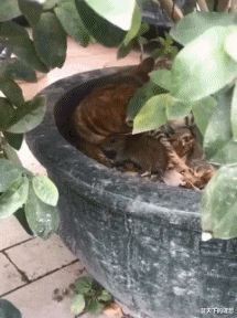 胡萝卜|“淘宝上有啥美味且便宜量大却不为人知的零食,洗胡萝卜啥意思哈?”