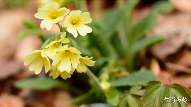 「生肖」4月底,桃花绽开,良缘破壳,3生肖诉说真情,不辜负,挽留旧情人