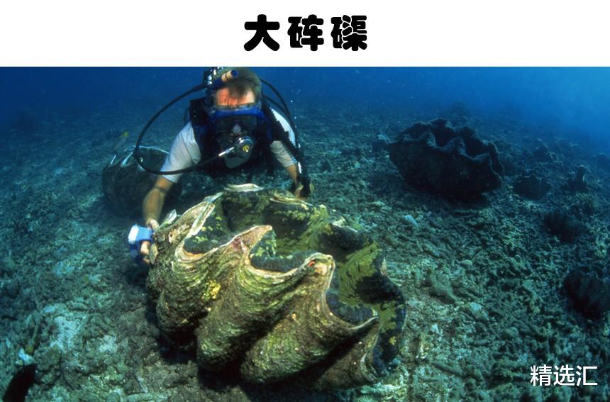 蚊子|在同类中，可能最为巨大的11种动物