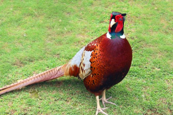 属鸡▲“一人得道，鸡犬升天”家中此生肖的，全家跟着飞黄腾达！