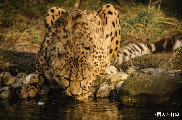陨石|为什么人类喝地球上的水需要过滤，而其他任何生物都可以直接喝？