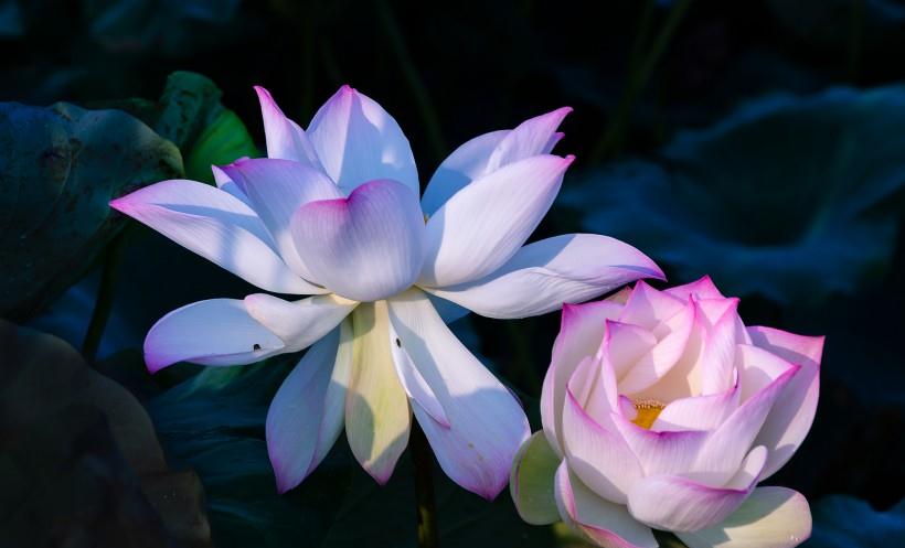 旧爱|8月运势有转机，财运爆棚，有贵人来扶持，夜夜都笑醒的生肖