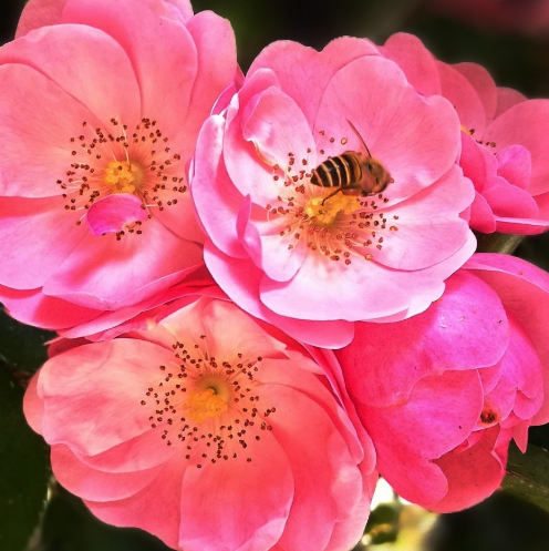 运势|步入10月，4属相喜事传千里，财运如泉涌，好运四面八方来