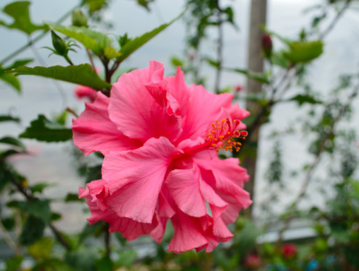 「生肖」5月底开门撞大运，4属相财运旺发横财，把握好运，钱财滚滚来