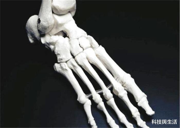 『科学家』人类共有206块骨头，中国人却只有204块，少掉的两块哪去了？