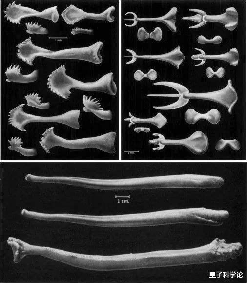 哺乳动物|人类为什么失去了“丁丁骨”？这种进化是退步，还是优势？