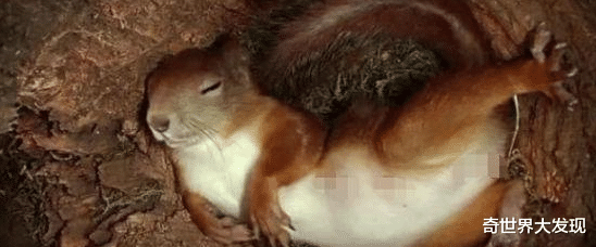 [松鼠]科学家做实验，在松鼠窝里装摄像头，不料却拍到一个“大爷”