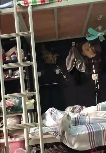 同学在寝室养了一只猫，看到猫咪每次上下铺都能笑一整天，太逗了