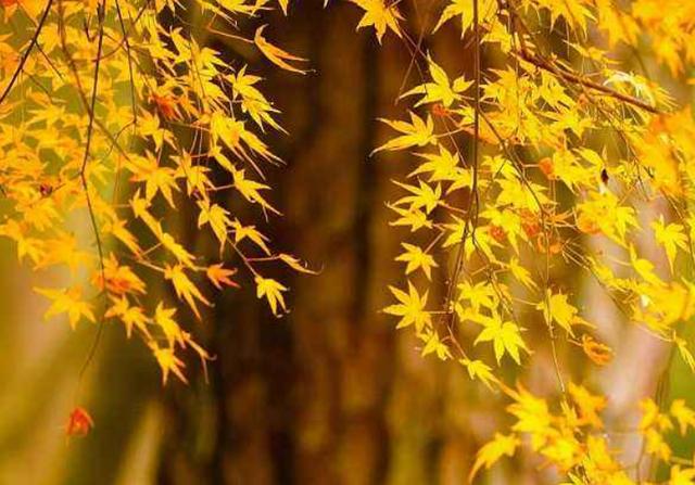 双子座|双子座:能让你收心的5个星座,将你握在手心,你心已属对方