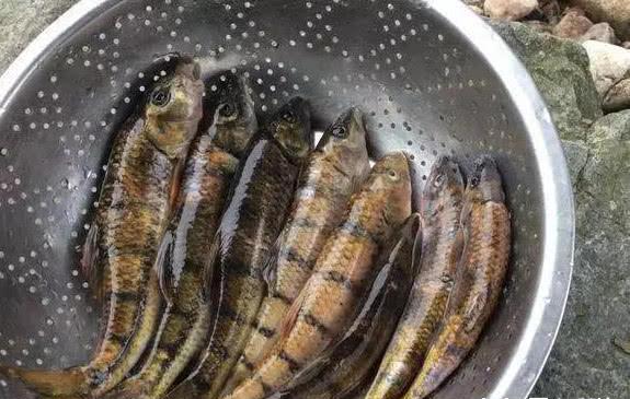 『』中国最好吃的4类“河鲜”，你吃过几种