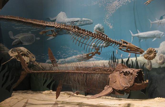 化石|阿根廷发现巨型鱼类，是白垩纪最恐怖的鱼类之一，牙齿跟针那么尖