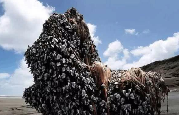 #鲸鱼#来自地狱的美食, 寄居在鲸鱼身上, 价格高达每斤1500美元