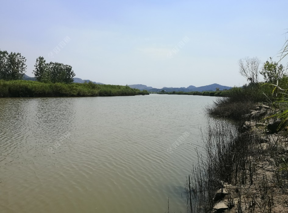 鲫鱼|许久不见，甚是想念