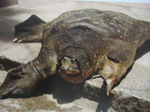 文物|钓鱼却钓出一头千年老鳖，身上插着4根箭，如今成了国博镇馆之宝