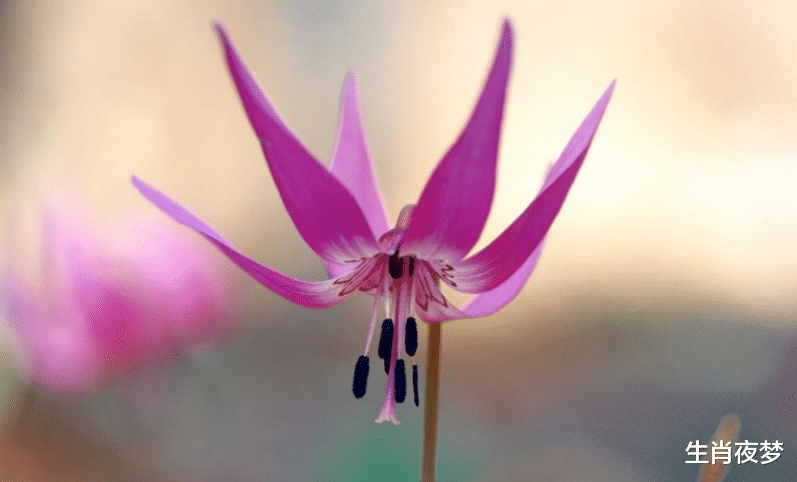 旧爱|11月，爱情降临，缘分开花，邂逅美好，牵手一生，余生琴瑟和鸣