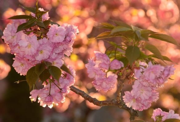 属狗|未来15天，4属相富贵盈门，横财不断，生活如鱼得水，顺顺利利