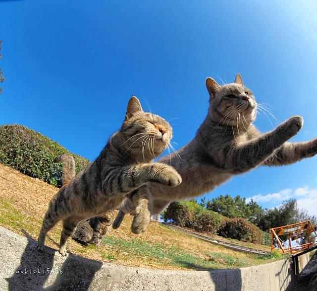 泪目！在这位日本小哥的镜头下，流浪猫竟然学会了飞翔！