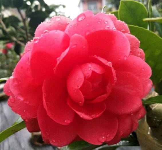 双子座|未来十天，旧情牵绊，转角遇爱，将与幸福牵手，爱情失而复得