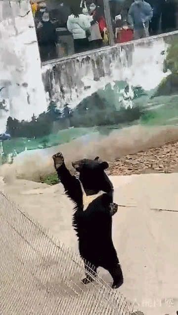 六维自然 成都一头黑熊成为网红，因其经常站立挥手，仿佛是和游客打招呼