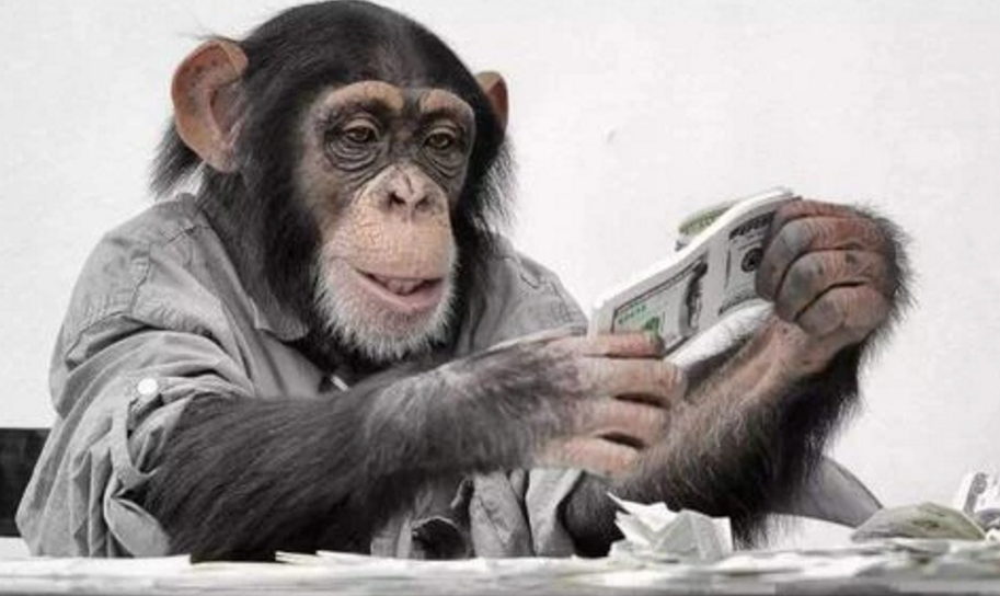 猩猩|1976年，那一只被人类“同化”的猩猩，成功考上大学后来怎样？